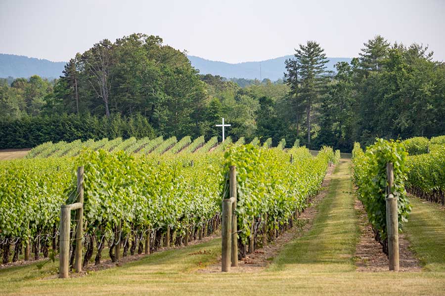 Burntshirt Vineyards