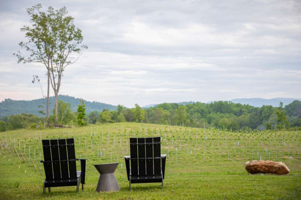 Marked Tree Vineyard